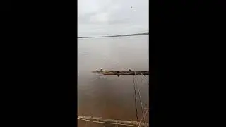 Р Согожа,27 апреля,плотва как из пулемета