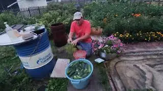 солим огурцы в бочке , бабушкин деревенский рецепт  )