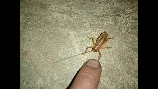 This Insect Has Magic Power