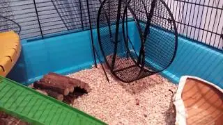 Новый питомец