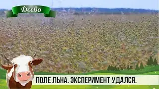 ПОЛЕ ЛЬНА. Эксперимент удался