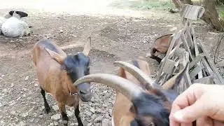 Все на месте и Чара спокойна