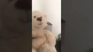 #memes