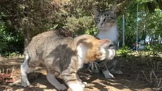 Mom cat scolds her kitten for letting her guard down