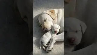 Adorable Labrador Puppy Sleeping with Mom 🐶💤 | Heartwarming Dog Video