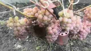 Сочный виноград Паланга.
