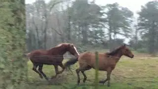 Male horse flirting by chasing his beautiful companion