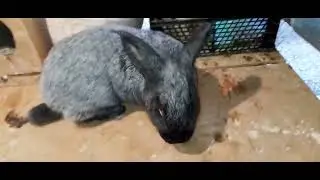 Ездил в Севастополь за новой кровью Колифорния и Серебро.