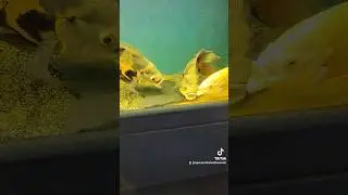 Breeding Tiger Oscar fish tank. #shorts #fyp #foryou #fishtok