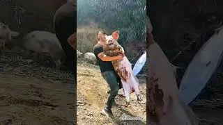 Pigs also need cuddle
