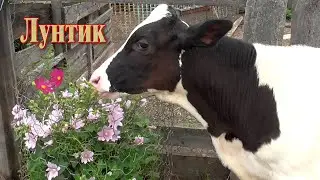Бычок на прогулке // Самостоятельная весёлая прогулка