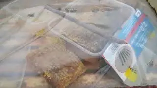 Подкормка воспиталки при плохой погоде