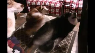 Husky Malamute and her Mom Spin Simultaneously Before Eating!