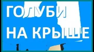 ГОЛУБИ НА КРЫШЕ.
