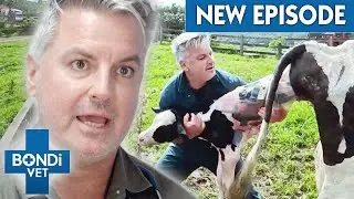 Pulling a Calf To Help Cow Give Birth 😍❤️ A Country Vet Practice E4 | Bondi Vet