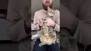 Liams got the moves #cats #catdance