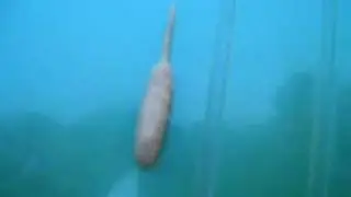 Гусеница с хвостом