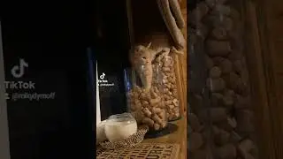 новый вид котов пробковый кот