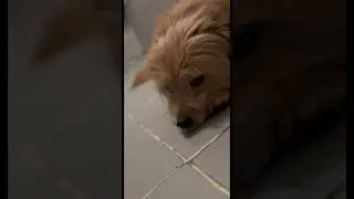 #hermes #shortvideo #cane #dog #animals