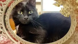 Правдивая сплетница Умный кот. Молчание золото