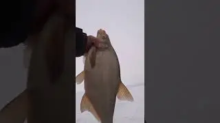Лещи Финского Залива. 