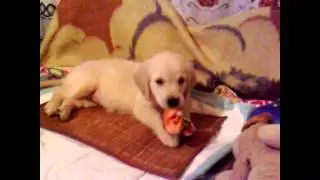 Без имени1