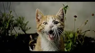 Yawning Kitten: Creating Glowing Animation Using AKVIS Neon Video
