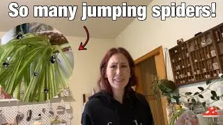 So many baby jumping spiders escaped!