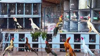 Cow cow murga dance murgi murgi ke bacche hen    Murgiya 🥰#murga #murga_murgi #aseelmurga #shiva0005