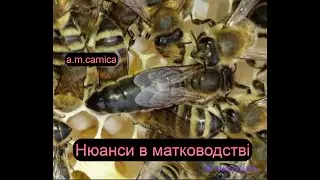 МАТКОВОДСТВО/НЮАНСИ ВІДБОРУ ПЛІДНИХ БДЖОЛОМАТОК