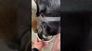 Узвар.Васька-эгоист 