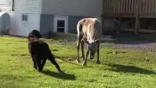 Buddy The Caribou Thought He Was A Dog!