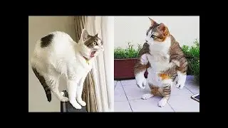 You Laugh You Lose 🤣 Funniest Dogs and Cats 2024 😹🐶 Part15