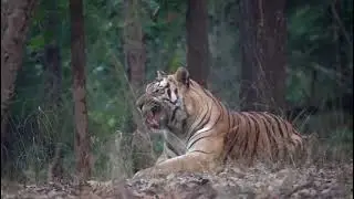 Witnessing the Majestic Bajrang in Action !