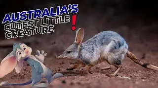 Bilbies: The Rabbit-Bandicoots #bilbies #rabbit #amazinganimals
