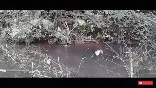 trik memancing belut@bungochanel