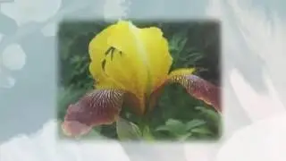 Чудо цветы - ИРИСЫ!