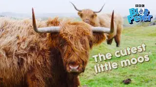 1 minute of Scottish highland cattle being cute