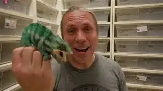 Top 5 AMAZING PETS REPTILES TO OWN! PROS VS CONS!
