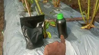 Pupuk Cabe Paling Ampuh Membuahkan Cabe - Melebatkan Cabe - Cara Melebatkan Cabe