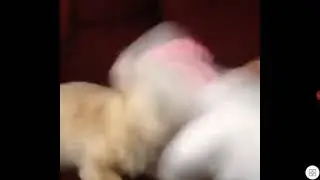 Jajaja el perro muerde la mano de Mickey Mouse