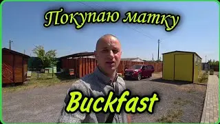 Почему матки породы Backfast являются идеальным выбором для пчеловодов