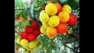 ЭКЗОТИЧЕСКИЕ ЦВЕТЫ Exotic flowers