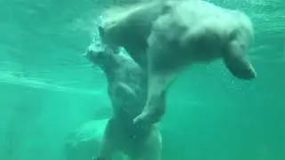 White bears Белые медведи