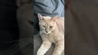 Монюша #cat #юмор