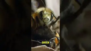 The Sad Life Of Bees | Drones 