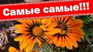 Самые лучшие поздние цветы. Холодостойкие красивые многолетники и однолетники