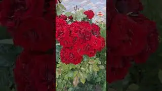 Красные розы возле дома