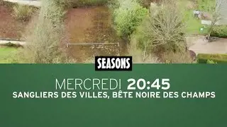 Sangliers des villes bête noire des champs : bande annonce