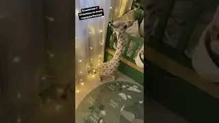 Гирлянды Шторы/Занавес на прозрачном проводе, с пультом и без🤳🏻